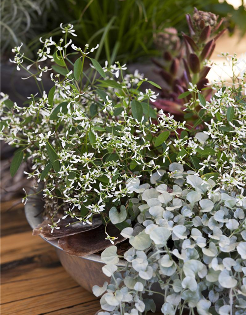 Dichondra argentea Silver Falls