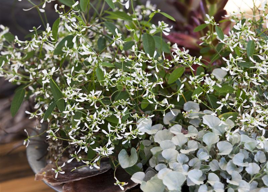 Dichondra argentea Silver Falls