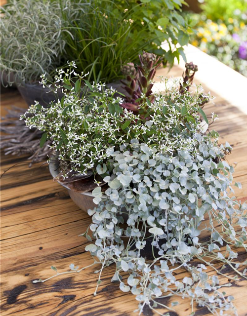 Dichondra argentea Silver Falls