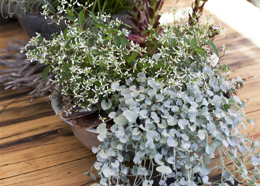 Dichondra argentea Silver Falls