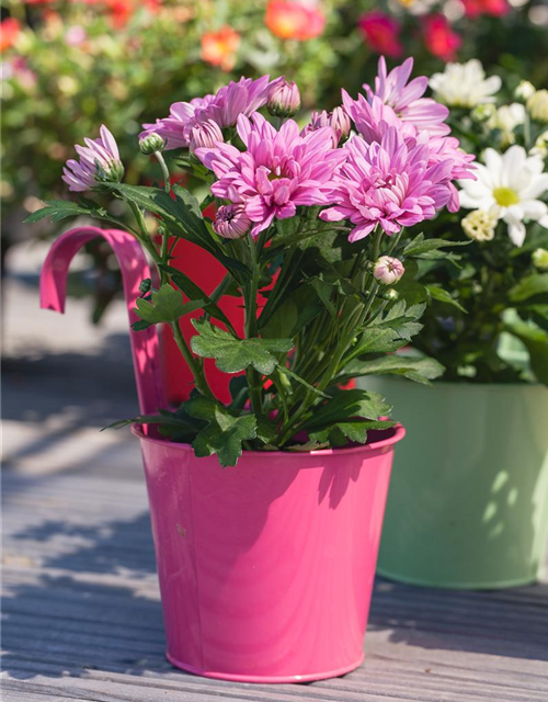 Chrysanthemum indicum Mini