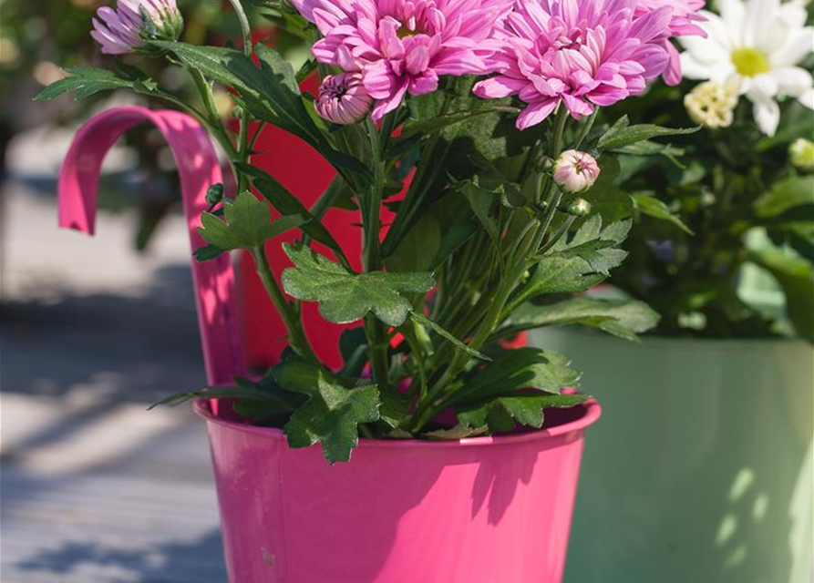 Chrysanthemum indicum Mini