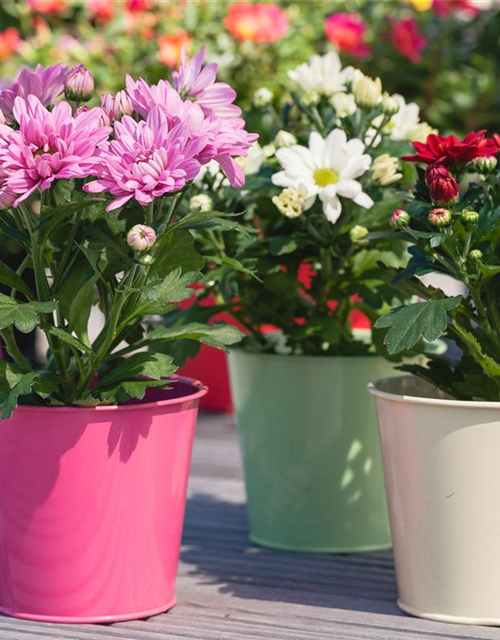 Chrysanthemum indicum Mini