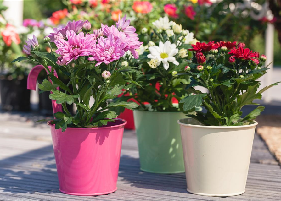 Chrysanthemum indicum Mini