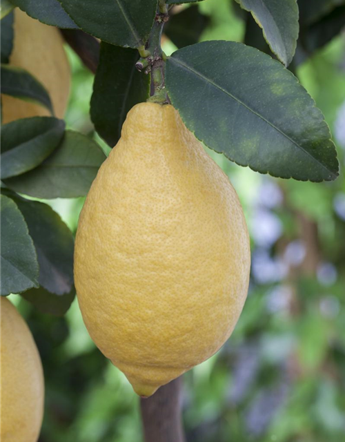 Citrus limon Stamm