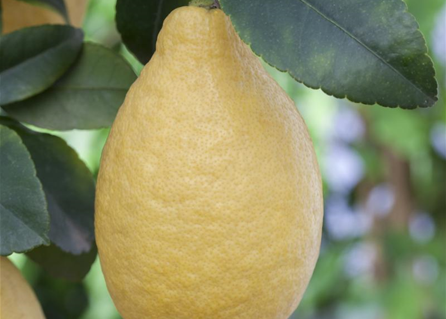 Citrus limon Stamm