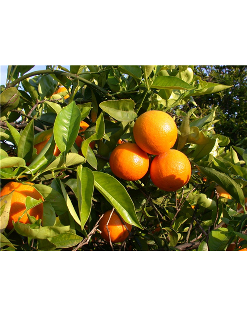 Citrus sinensis Ovale Calabrese