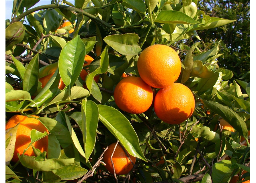 Citrus sinensis Ovale Calabrese