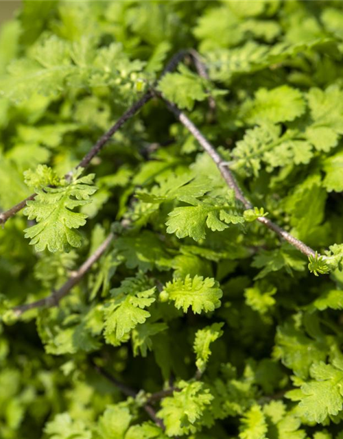 Cotula dioica Minima