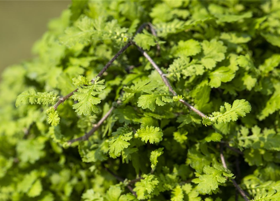 Cotula dioica Minima