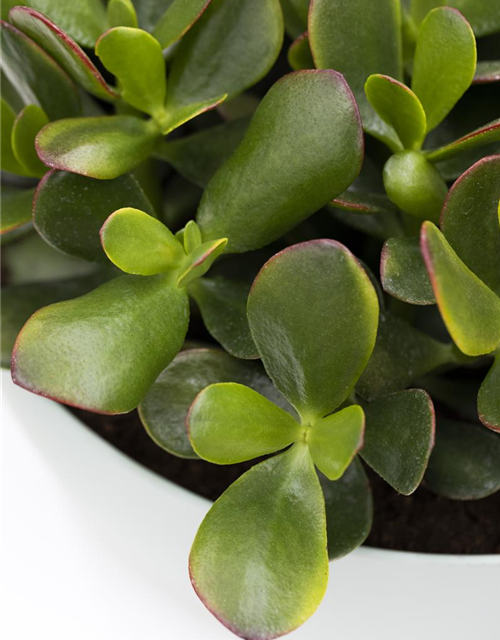 Crassula ovata Minor