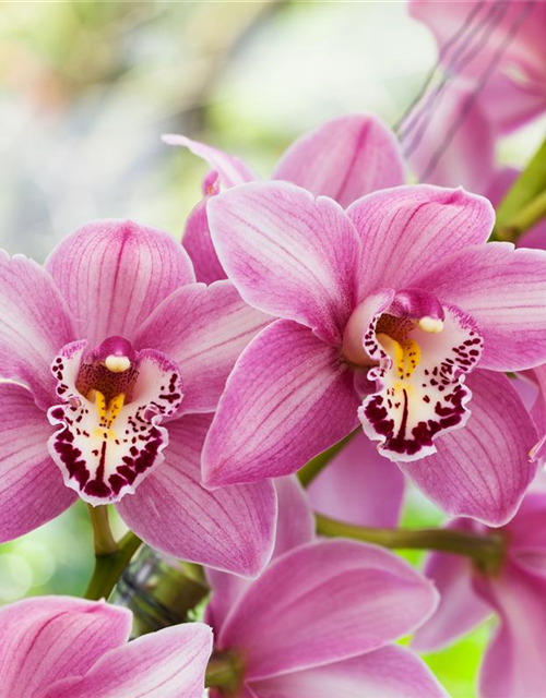 Cymbidium