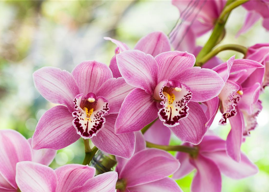 Cymbidium