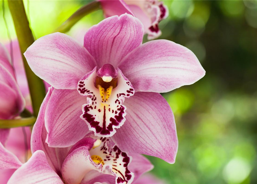 Cymbidium