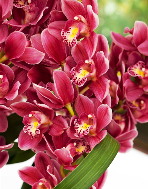 Cymbidium