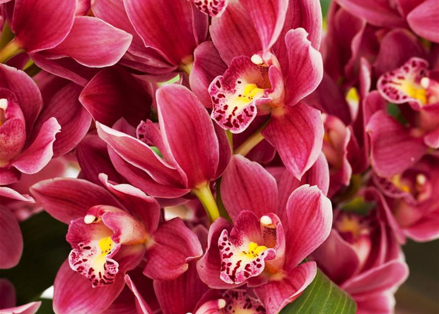 Cymbidium