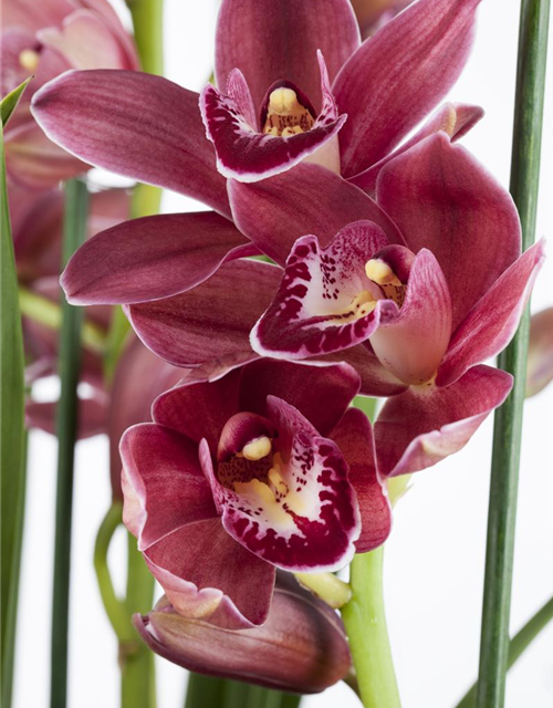 Cymbidium