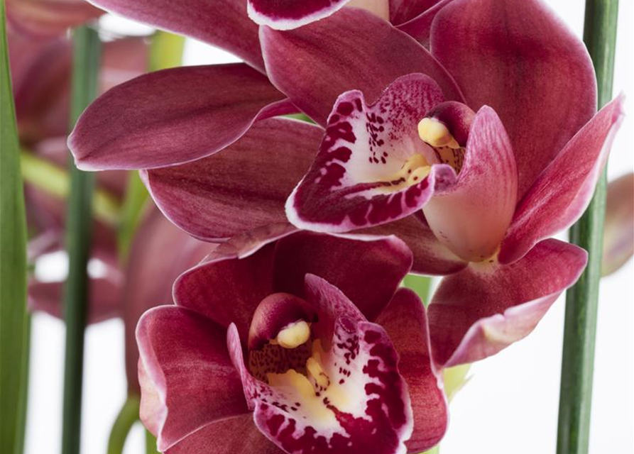 Cymbidium