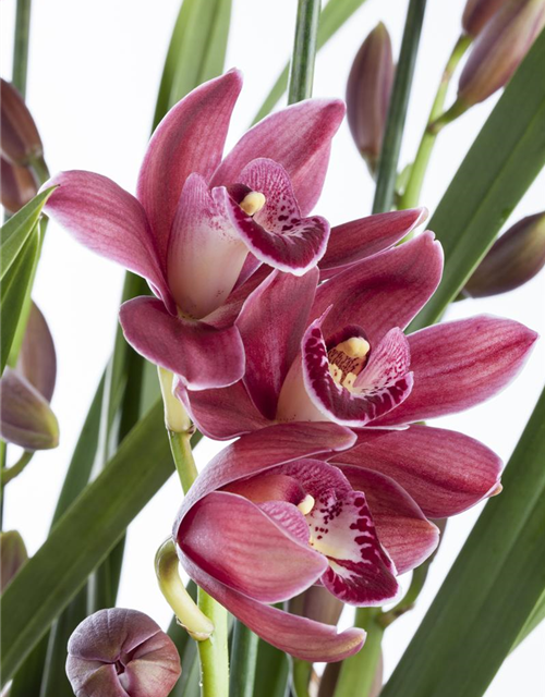 Cymbidium