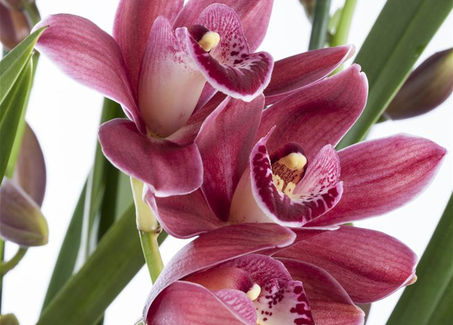 Cymbidium