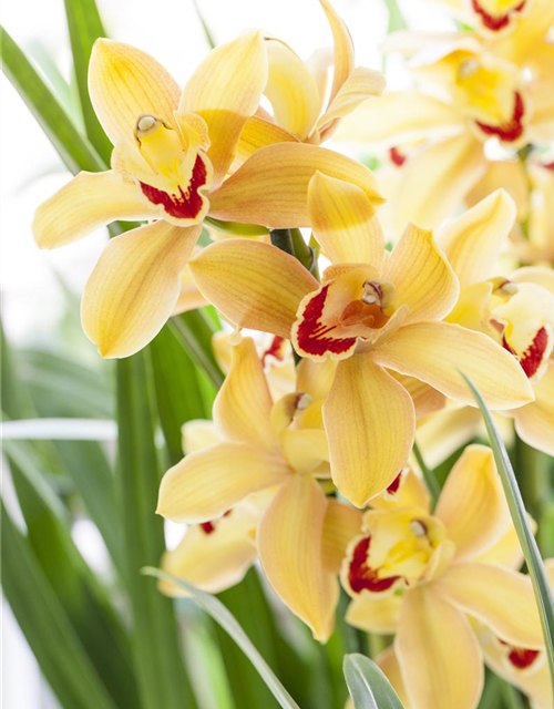 Cymbidium