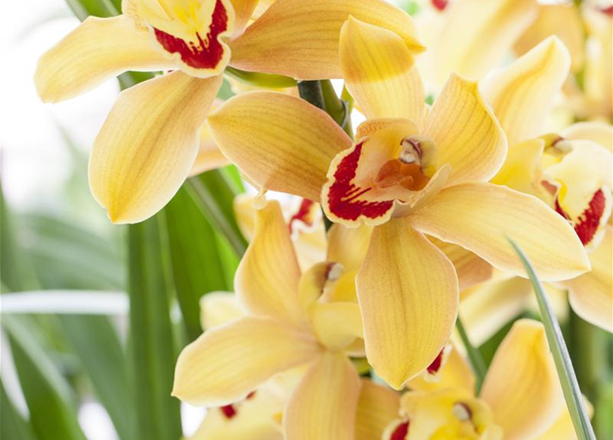 Cymbidium