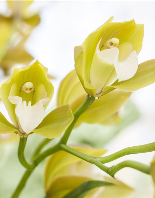 Cymbidium