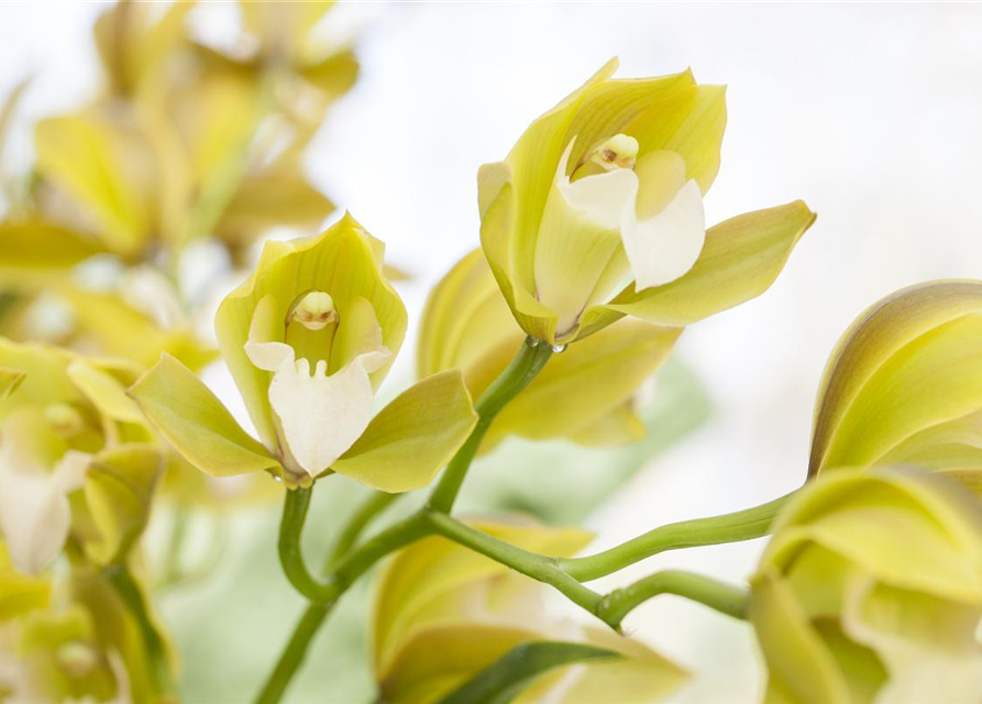 Cymbidium