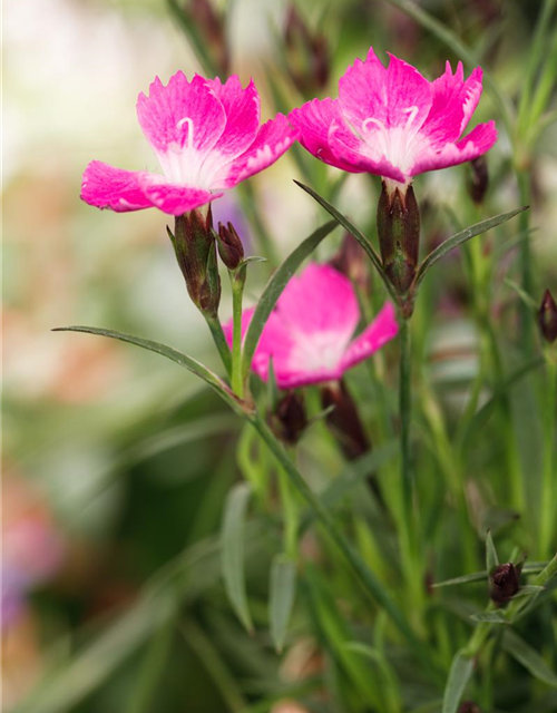 Dianthus hybriden Kahori