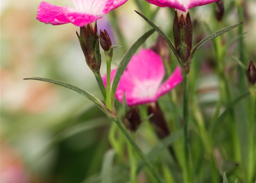 Dianthus hybriden Kahori