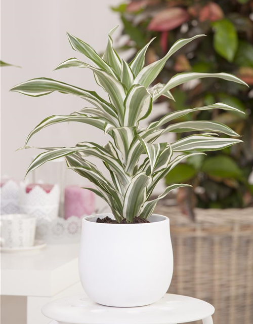 Dracaena deremensis Kanzi