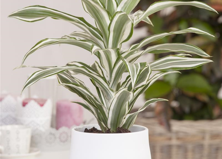 Dracaena deremensis Kanzi