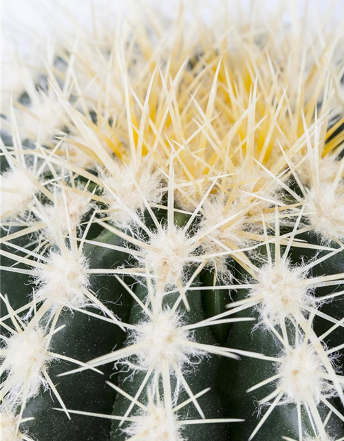 Echinocactus grusonii