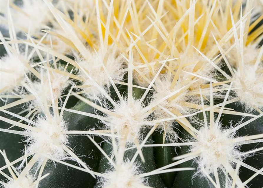 Echinocactus grusonii