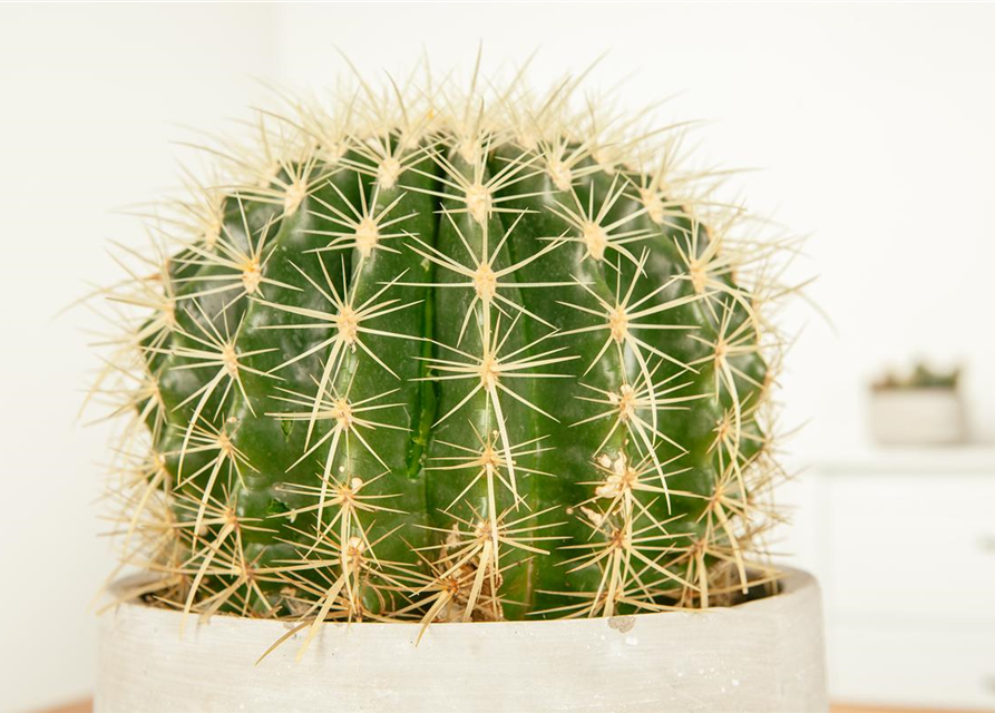 Echinocactus grusonii