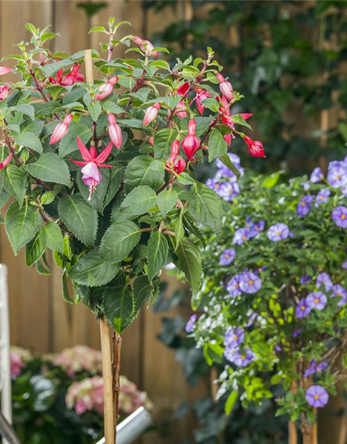 Fuchsia Hybriden Stamm