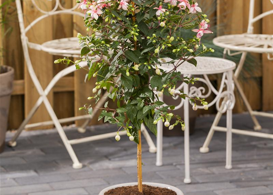 Fuchsia Hybriden Stamm