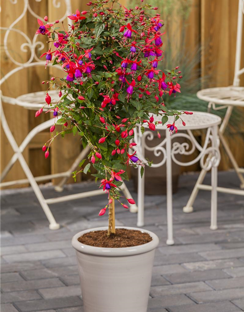 Fuchsia Hybriden Stamm