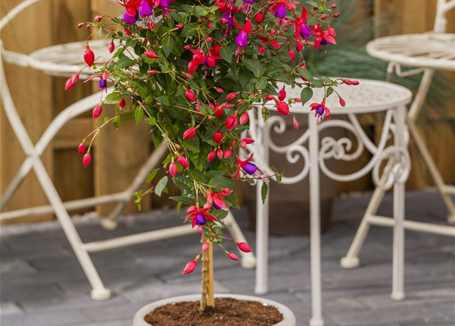 Fuchsia Hybriden Stamm