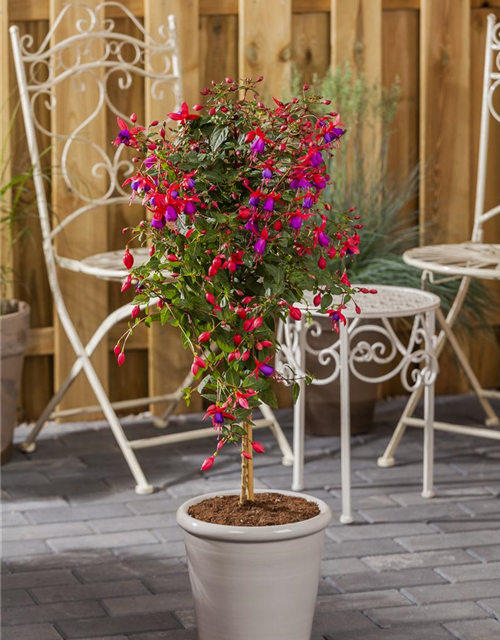 Fuchsia Hybriden Stamm