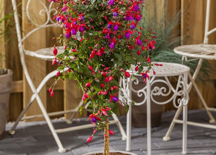 Fuchsia Hybriden Stamm