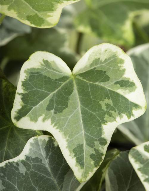 Hedera helix Tamara