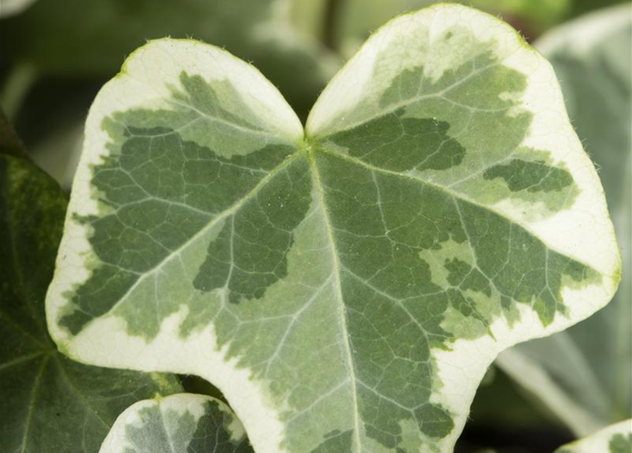 Hedera helix Tamara