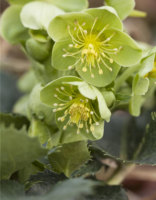 Helleborus lividus