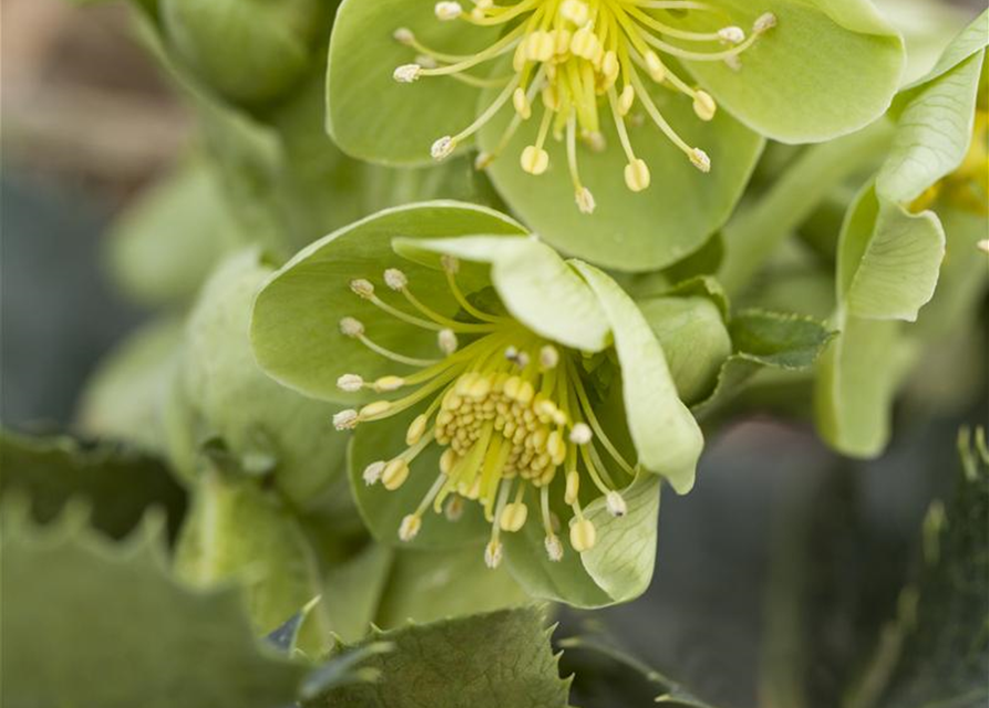 Helleborus lividus