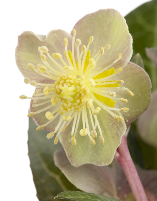 Helleborus lividus