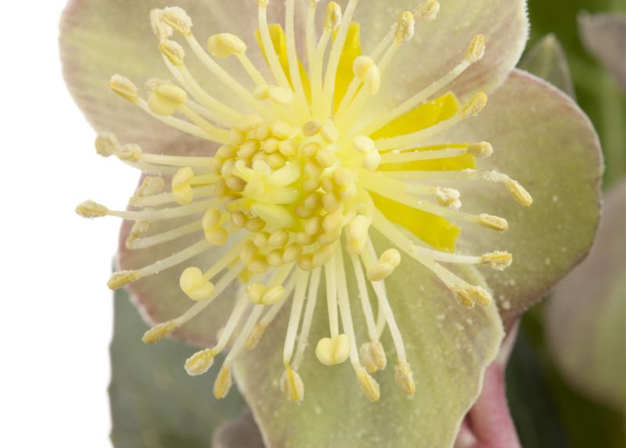 Helleborus lividus