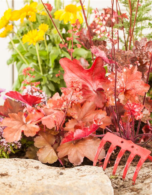 Heuchera Indian Summer