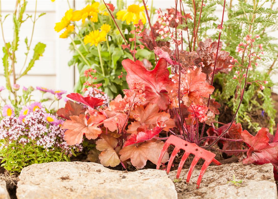 Heuchera Indian Summer