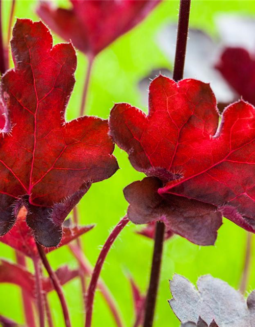 Heuchera hybr. Royal Ruby